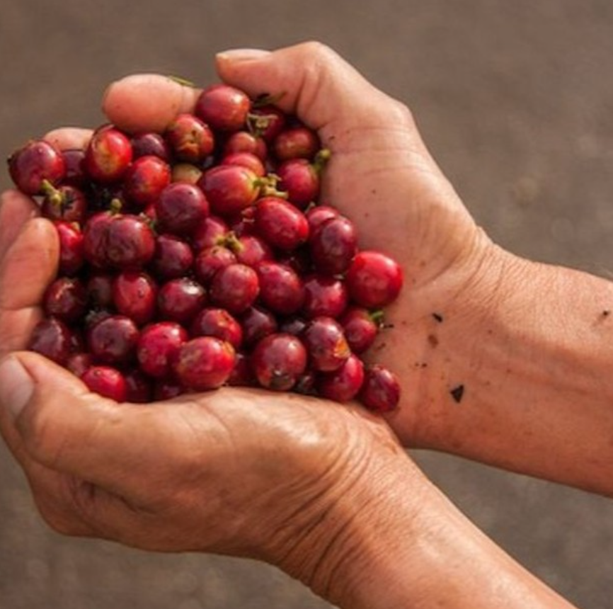 Pioneer Roast Club Subscription
