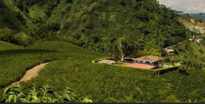 Colombia Pink Bourbon Huila Coffee