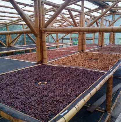 Coffee plants growing in raised beds at origin