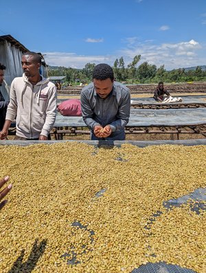 Ethiopian Guji Estate Yeast Coffee